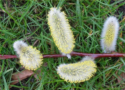 Name:  Salix alba- iek.jpg
Views: 14660
Size:  63.9 KB
