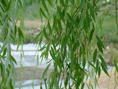 Name:  Salix babylonica.jpg
Views: 16698
Size:  49.3 KB
