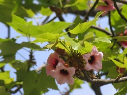 Name:  sahibinden_Resim 269.jpg
Views: 3885
Size:  52.6 KB