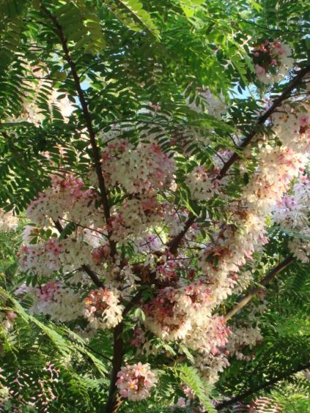 Name:  Rainbow shower tree.jpg
Views: 986
Size:  74.2 KB