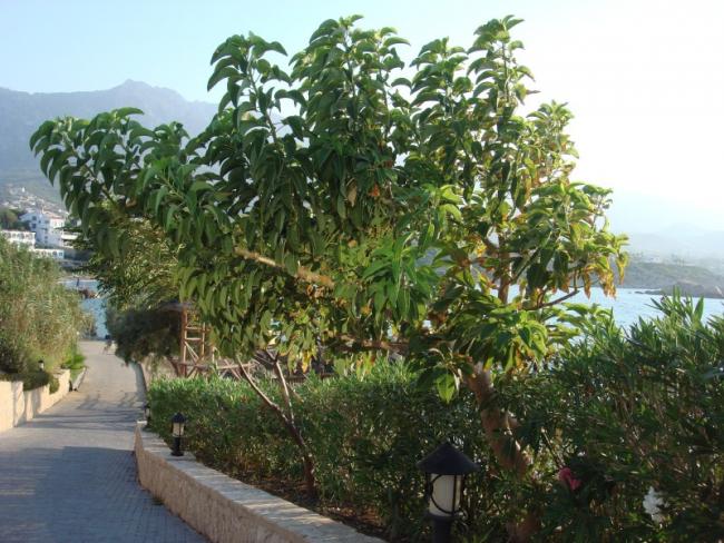 Name:  phytolacca dioica.jpg
Views: 6527
Size:  67.3 KB