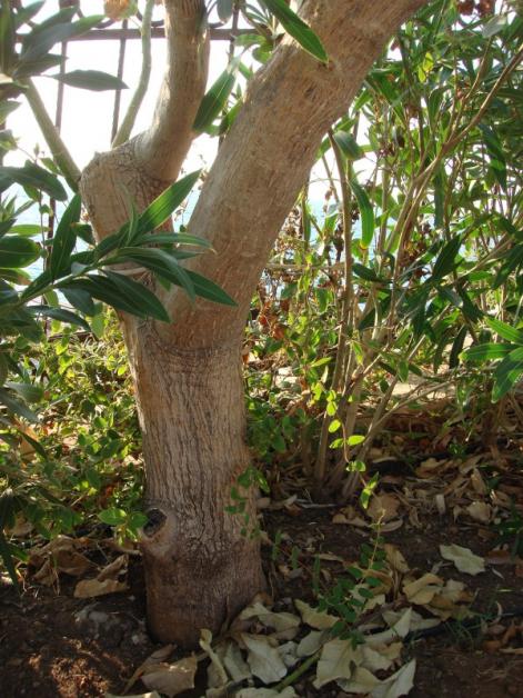 Name:  glge aac gvde.jpg
Views: 9220
Size:  72.1 KB
