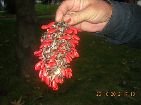 Name:  DSCN6148.jpg
Views: 6761
Size:  34.5 KB