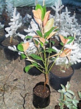 Name:  SDC16766.JPG
Views: 1510
Size:  63.4 KB