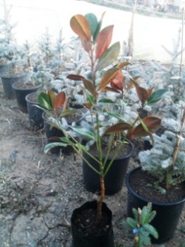 Name:  SDC16769.JPG
Views: 1423
Size:  65.4 KB