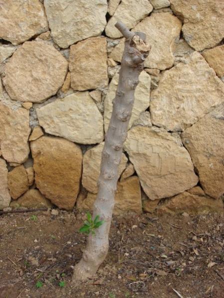 Name:  vulneratus nec victus.jpg
Views: 5060
Size:  56.8 KB