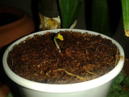 Name:  erguvanIM.jpg
Views: 1037
Size:  25.5 KB