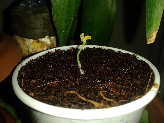 Name:  erguvan�m31032013.jpg
Views: 1011
Size:  43.1 KB