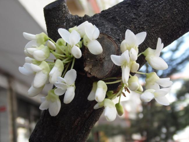 Name:  56-056.jpg
Views: 1010
Size:  40.8 KB