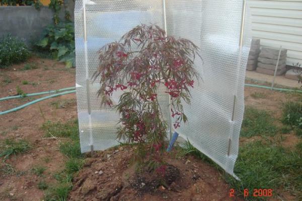 Name:  Crimsonqueen1.jpg
Views: 3646
Size:  45.1 KB