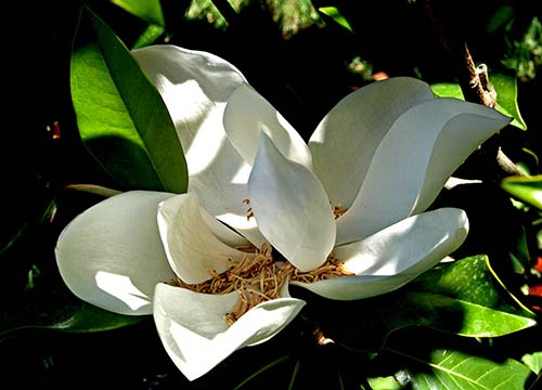 Name:  manolya.jpg
Views: 4964
Size:  53.3 KB