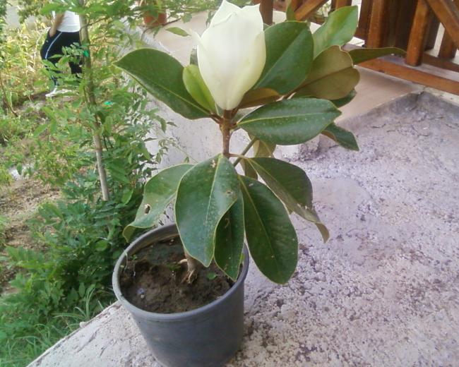 Name:  Fotoraf-0006.jpg
Views: 6767
Size:  64.7 KB