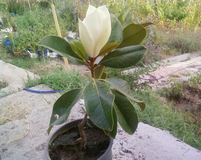 Name:  Fotoraf-0007.jpg
Views: 2254
Size:  67.2 KB