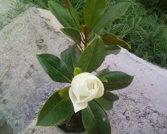 Name:  Fotoraf-0008.jpg
Views: 1495
Size:  56.6 KB