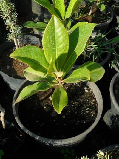 Name:  SDC15891.jpg
Views: 4013
Size:  40.7 KB