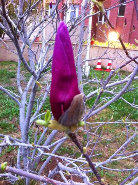 Name:  Magnolia Liliiflora Nigra (1).jpg
Views: 713
Size:  73.1 KB