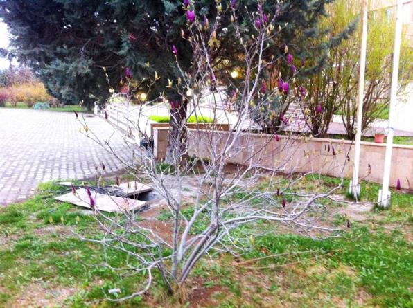 Name:  Magnolia Liliiflora Nigra (2).jpg
Views: 711
Size:  71.9 KB