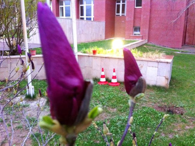Name:  Magnolia Liliiflora Nigra (3).jpg
Views: 717
Size:  62.5 KB