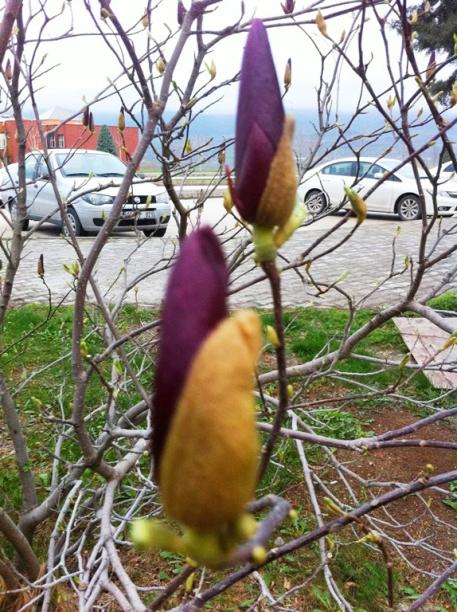 Name:  Magnolia Liliiflora Nigra (4).jpg
Views: 790
Size:  73.7 KB