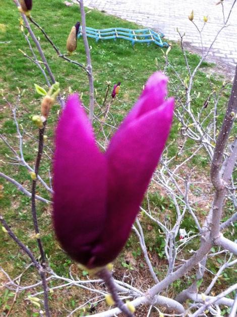 Name:  Magnolia Liliiflora Nigra (5).jpg
Views: 667
Size:  71.8 KB