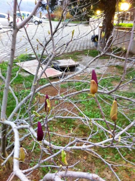 Name:  Magnolia Liliiflora Nigra (6).jpg
Views: 703
Size:  73.2 KB