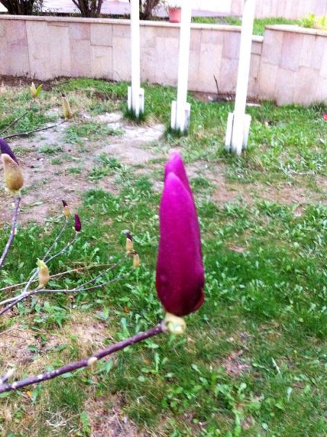 Name:  Magnolia Liliiflora Nigra (7).jpg
Views: 682
Size:  71.8 KB