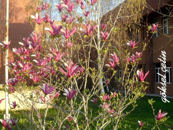 Name:  Magnolia Liliiflora (2).jpg
Views: 761
Size:  74.2 KB