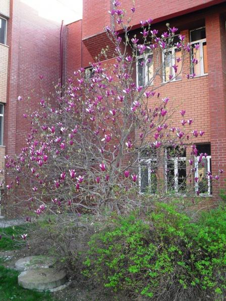 Name:  Magnolia Liliiflora (10).jpg
Views: 704
Size:  71.2 KB