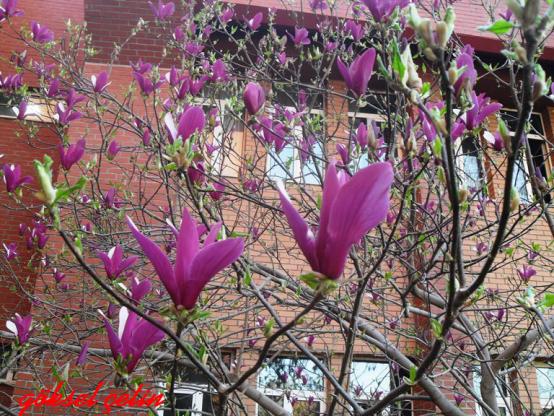 Name:  Magnolia Liliiflora (15).jpg
Views: 739
Size:  73.8 KB