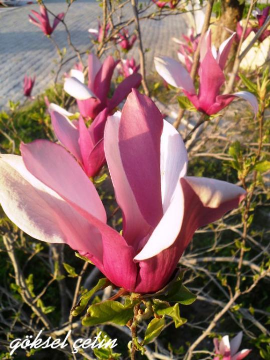 Name:  Magnolia Liliiflora (8).jpg
Views: 797
Size:  67.6 KB