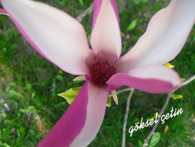Name:  Magnolia Liliiflora (6).jpg
Views: 607
Size:  36.8 KB