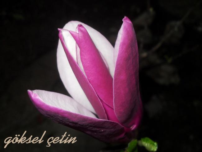 Name:  Magnolia Liliiflora (17).jpg
Views: 632
Size:  24.0 KB