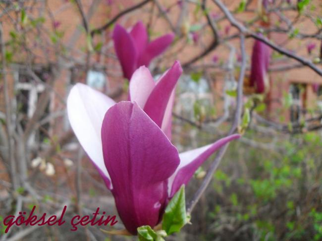 Name:  Magnolia Liliiflora (19).jpg
Views: 614
Size:  38.1 KB