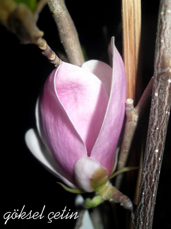 Name:  Magnolia Henry Kern (1).jpg
Views: 777
Size:  44.5 KB