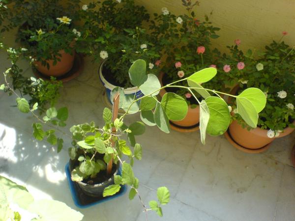Name:  DSC04723.jpg
Views: 20703
Size:  42.2 KB
