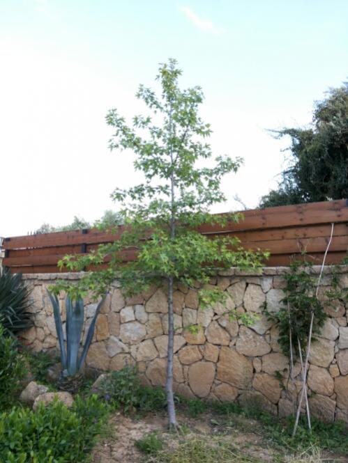 Name:  Liquidambar orientalis.jpg
Views: 1255
Size:  51.4 KB