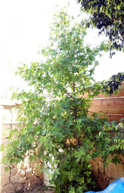 Name:  Liquidambar orientalis-Cyprus.jpg
Views: 2174
Size:  51.8 KB