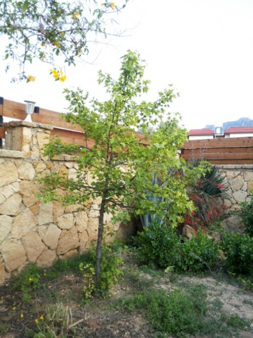 Name:  Liquidambar orientalis-Kyrenia.jpg
Views: 2156
Size:  63.7 KB