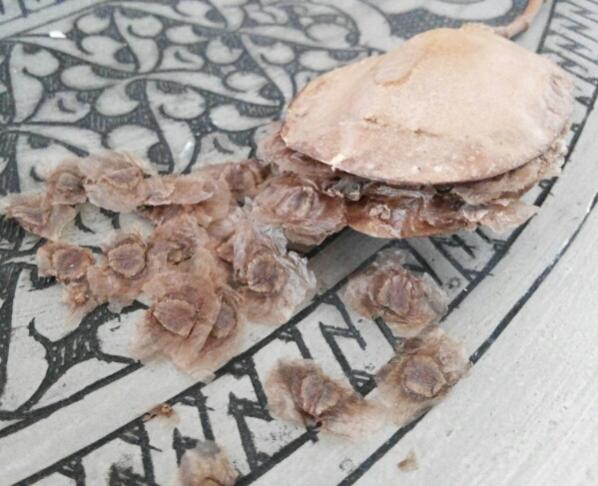 Name:  Jacaranda seed pod & seeds.jpg
Views: 2293
Size:  46.6 KB