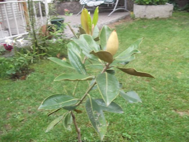 Name:  bahe niksar 001.jpg
Views: 1382
Size:  54.1 KB