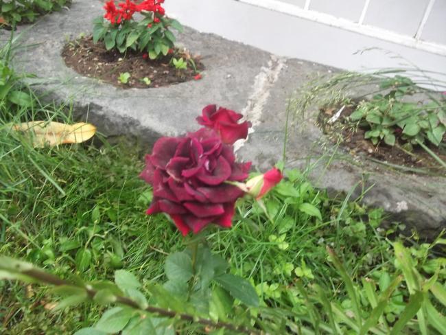 Name:  bahe niksar 002.jpg
Views: 1223
Size:  61.4 KB