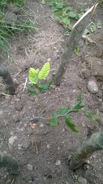 Name:  WP_20140617_015 (337 x 600).jpg
Views: 689
Size:  46.6 KB