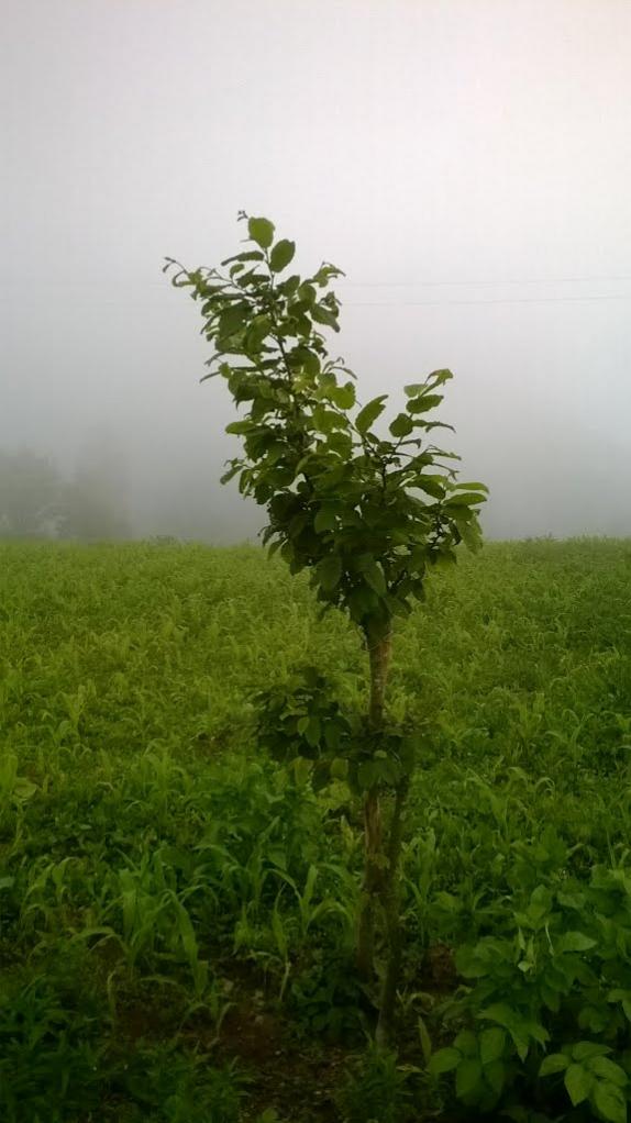 Name:  108701983.jpg
Views: 14537
Size:  64.5 KB