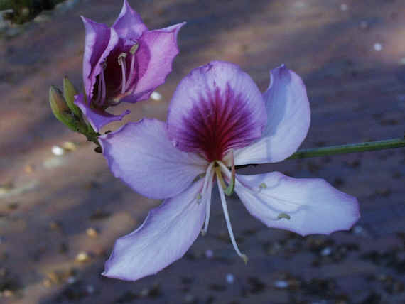 Name:  Bauhiniacicek.jpg
Views: 22515
Size:  19.1 KB