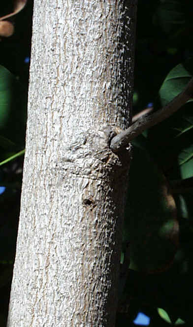 Name:  Bauhiniagovde.jpg
Views: 20976
Size:  34.8 KB