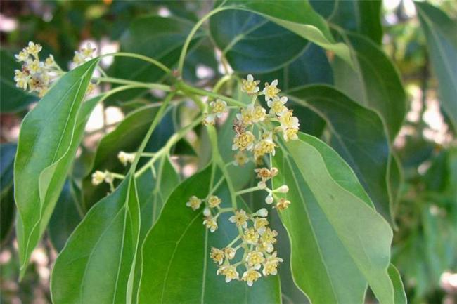 Name:  cinnamomum_camphora3.jpg
Views: 3538
Size:  41.5 KB