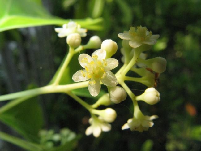 Name:  Cinnamomum_camphora6.jpg
Views: 2763
Size:  31.9 KB
