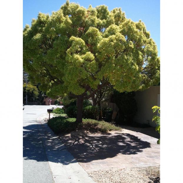 Name:  Cinnamomum-camphora-2.jpg
Views: 3313
Size:  70.0 KB