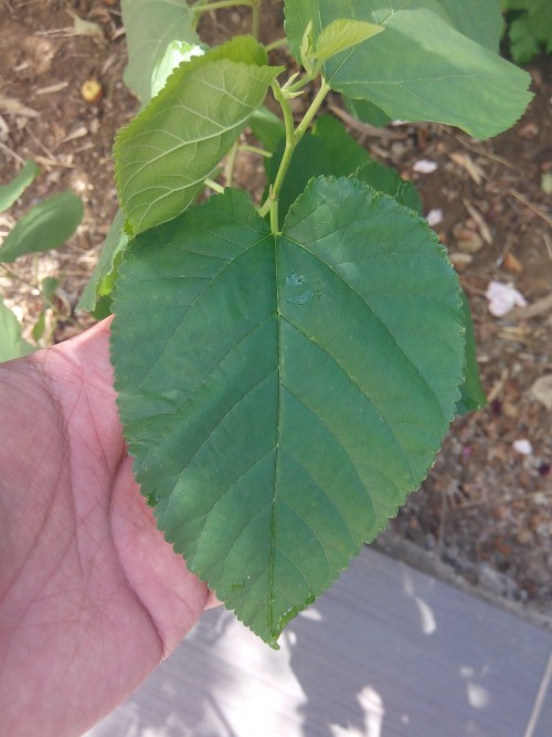 Name:  ihlamurKopya6acd3.md.jpg
Views: 2743
Size:  69.5 KB
