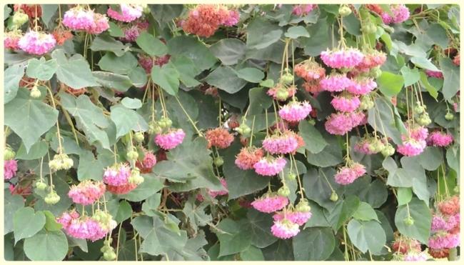 Name:  Tropikal Ortanca (Dombeya wallichii) (2).jpg
Views: 611
Size:  55.9 KB